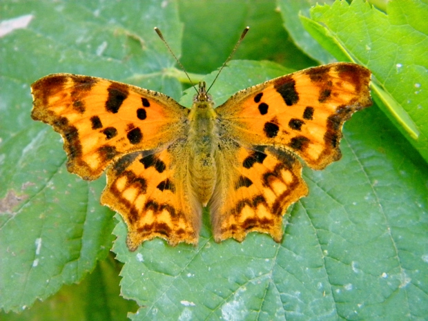 babôčka zubatokrídla. Polygonia c-album