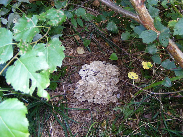 trúdnik klobúčkatý Polyporus umbellatus (Pers.) Fr.