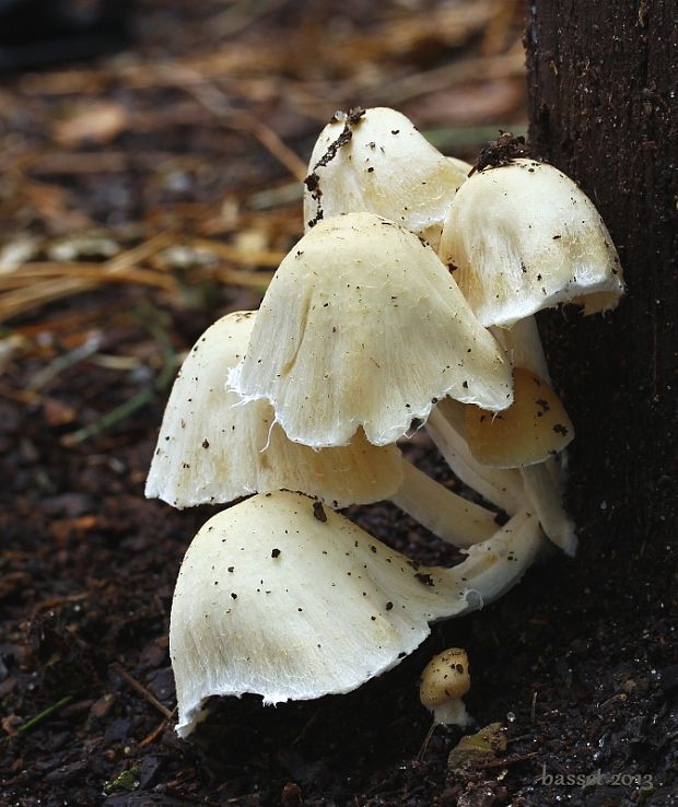 drobuľka Psathyrella sp.