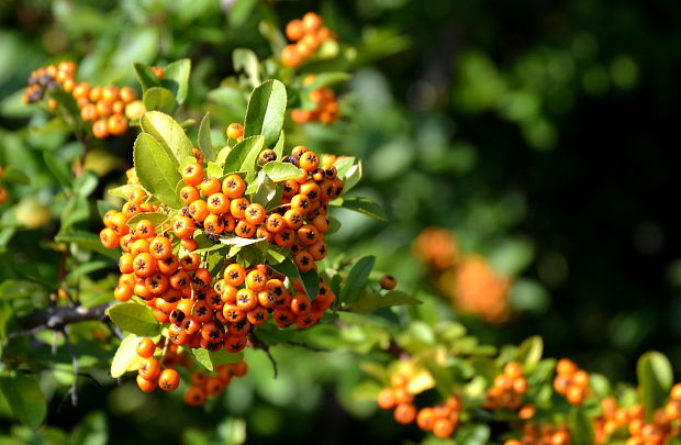 hlohyňa šarlátová Pyracantha coccinea M. Roem.