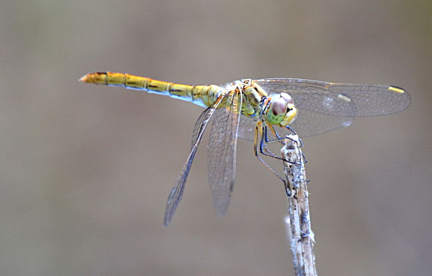 vážka  Sympetrum sp