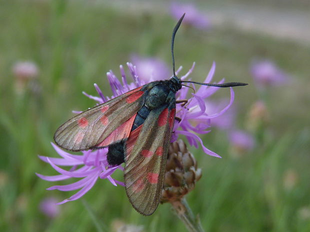 vretienka obyčajná Zygaena filipendulae