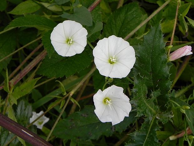 pupenec roľný convolvulus arvensis L.