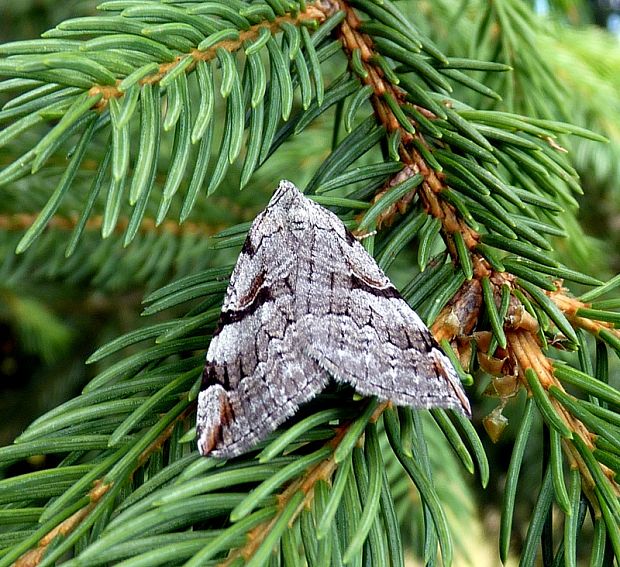 piadivka ľubovníková Aplocera praeformata