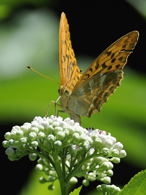 perlovec striebristopásavý Argynnis paphia