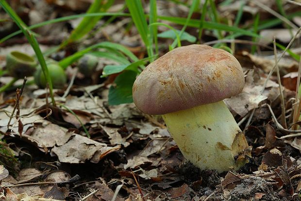 hríb nádherný Butyriboletus fuscoroseus (Smotl.) Vizzini & Gelardi