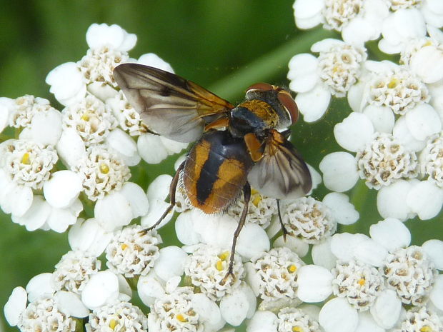 kuklica  Ectophasia sp.