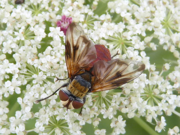 kuklica  Ectophasia sp.