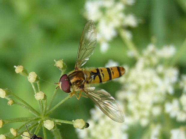 pestrica  Episyrphus balteatus