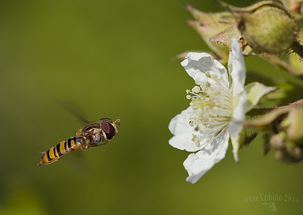 pestrica Episyrphus sp.