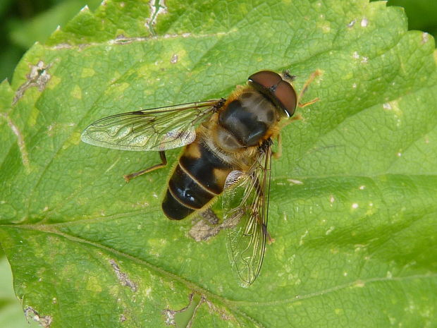 pestrica  Eristalis sp.