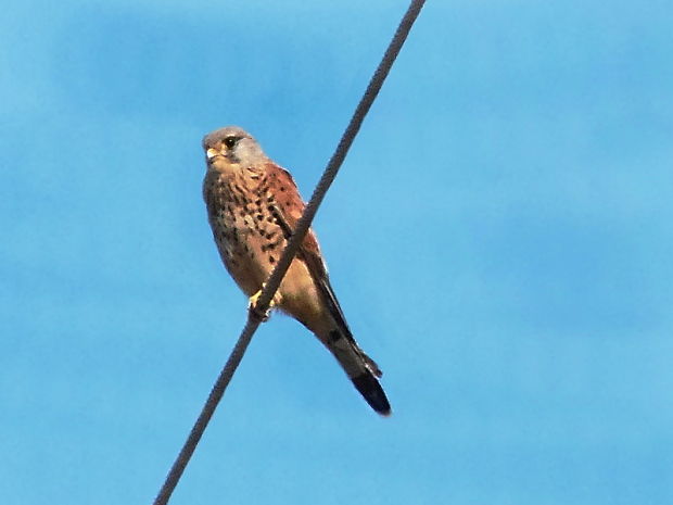 sokol myšiar  /  poštolka obecná Falco tinnunculus Linnaeus, 1758