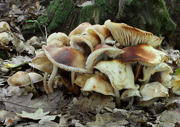 peniazovka vretenovitohlúbiková Gymnopus fusipes (Bull.) Gray