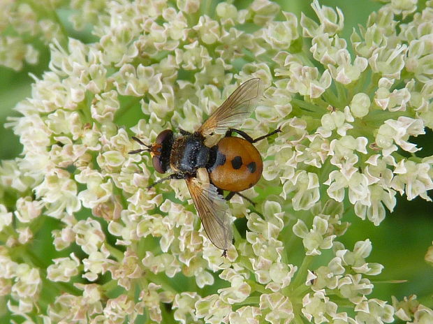 kuklica  Gymnosoma sp.