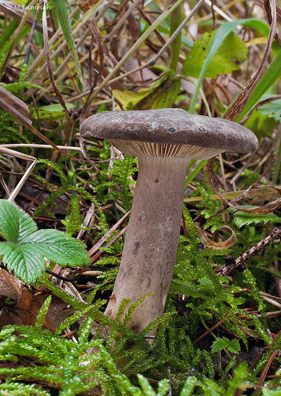 rýdzik sadzový Lactarius picinus Fr.