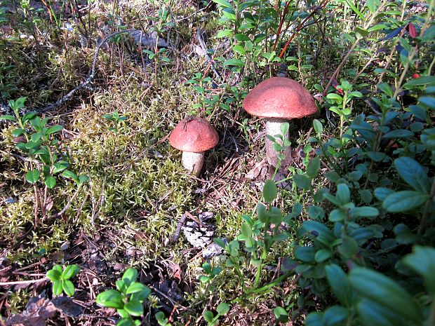 kozák Leccinum sp.