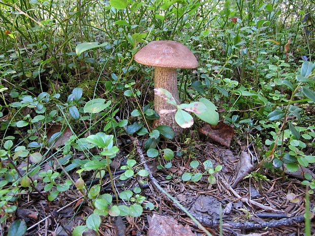 kozák Leccinum sp.