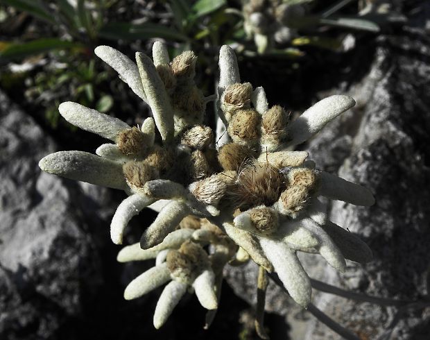 plesnivec alpínsky Leontopodium alpinum Cass.