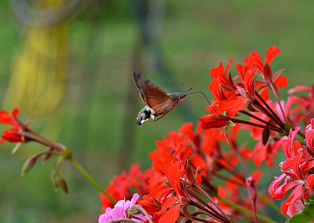 lišaj marinkový Macroglossum stellatarum