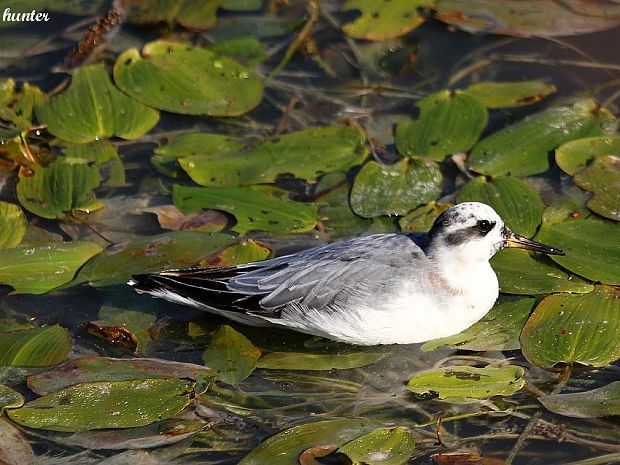 lyskonoh ploskozobý Phalaropus fulicarius