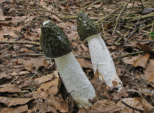 hadovka smradľavá Phallus impudicus L.