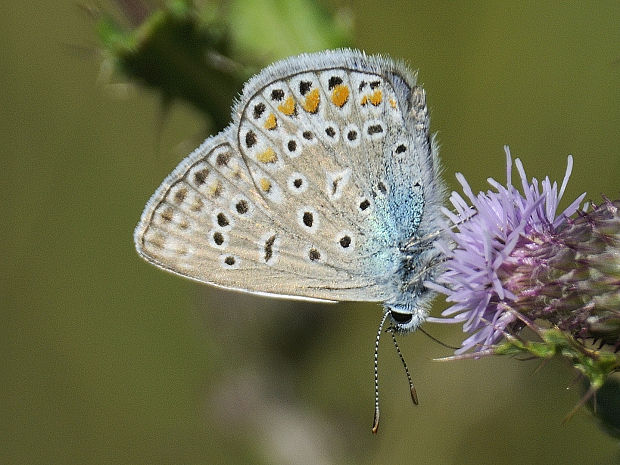 modráčik obyčajný Polyommatus icarus