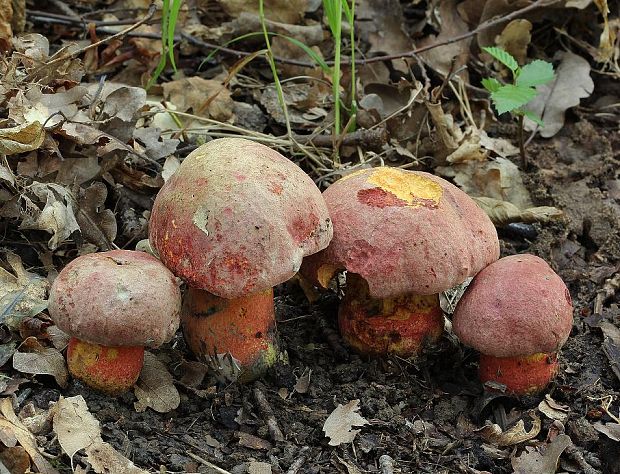 hríb Le Galovej Rubroboletus legaliae (Pilát & Dermek) Della Maggiora & Trassin.