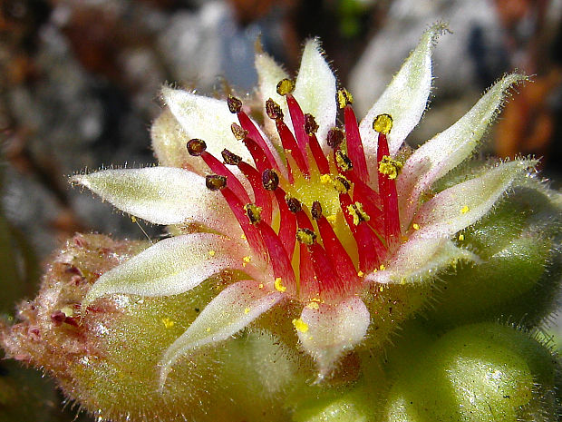 skalnica/netřesk vápnomilný Sempervivum calcareum