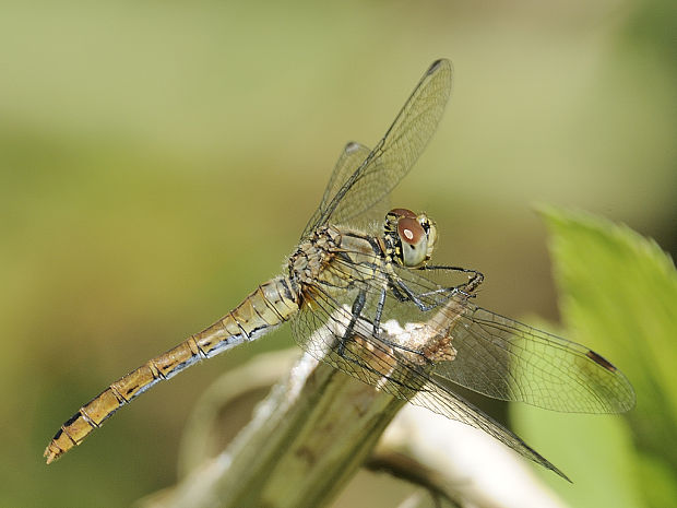 vážka červená Sympetrum sanguineum