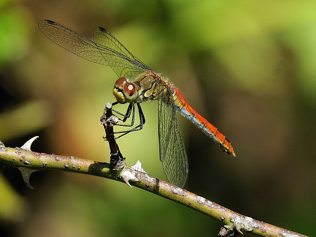 vážka červená Sympetrum sanguineum