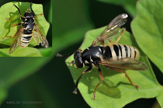 pestrica Temnostoma vespiforme