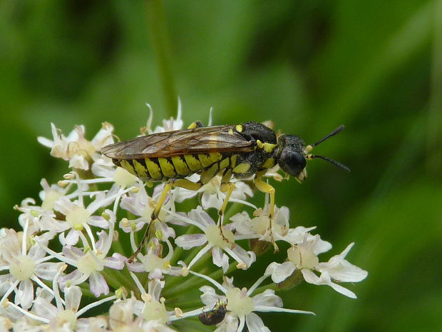 piliarka Tenthredo notha/arcuata