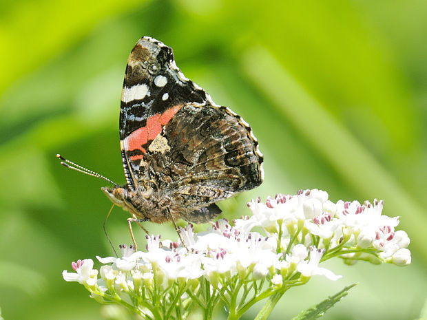 babôčka admirál Vanessa atalanta