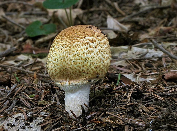 pečiarka obrovská Agaricus augustus Fr.