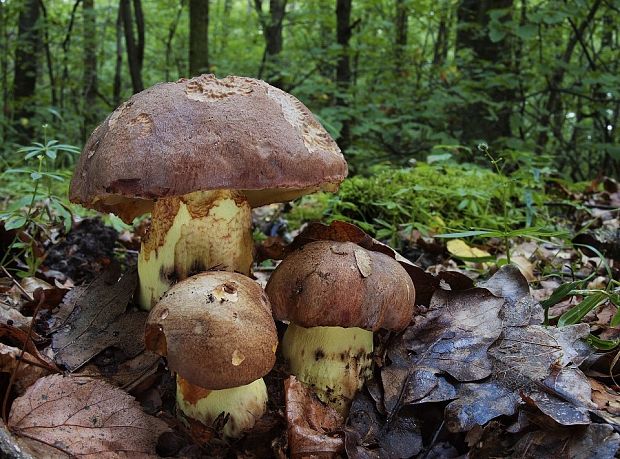 hríb príveskatý Butyriboletus appendiculatus (Schaeff. ex Fr.) Secr.