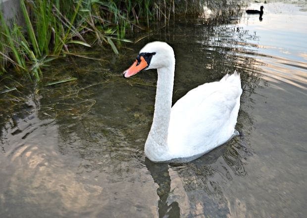 labuť veľká Cygnus olor