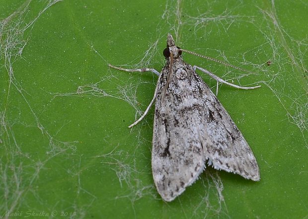 sivenka Eudonia sp.