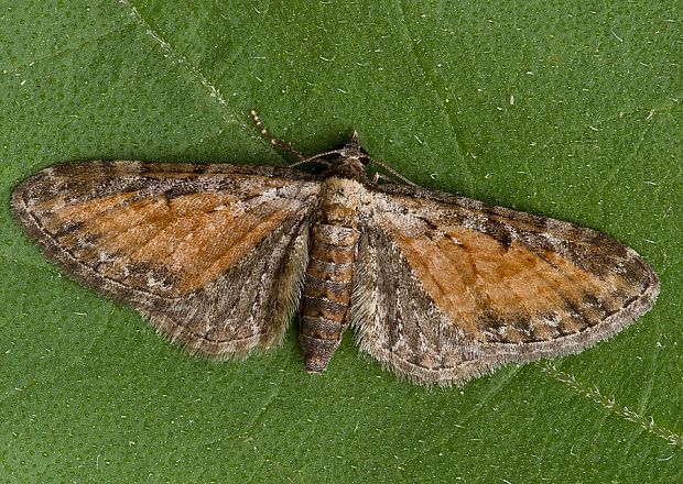 kvetnatka vratičová Eupithecia icterata