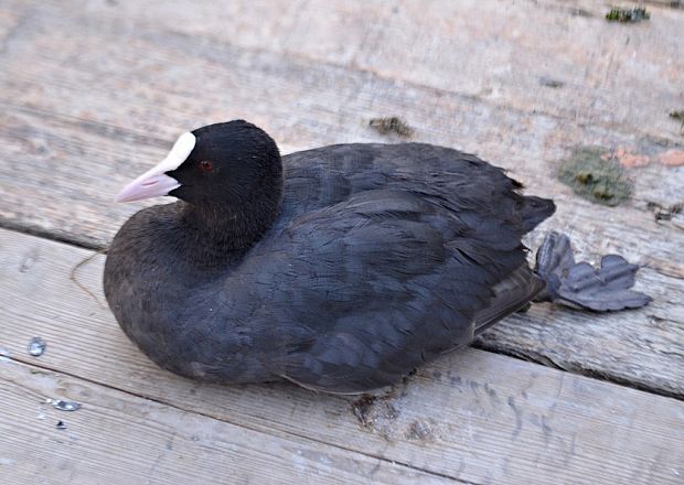 lyska čierna Fulica atra