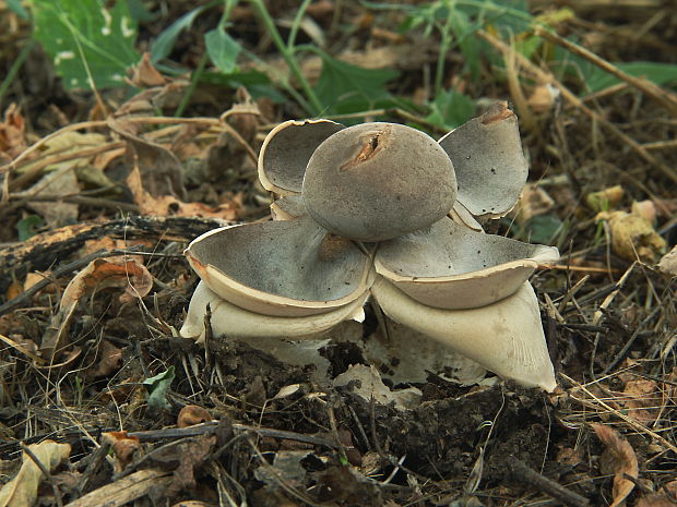 hviezdovka klenbová Geastrum fornicatum (Huds.) Hook.