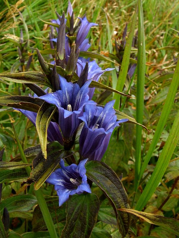 horec luskáčovitý Gentiana asclepiadea L.