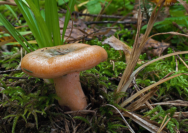 rýdzik smrekový Lactarius deterrimus Gröger