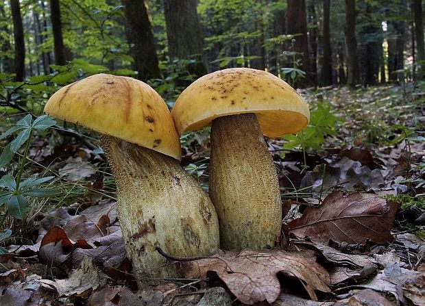 kozák žltopórový Leccinellum crocipodium (Letell.) Della Maggiora & Trassinelli