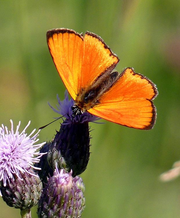 ohniváčik zlatobyľový Lycaena virgaureae