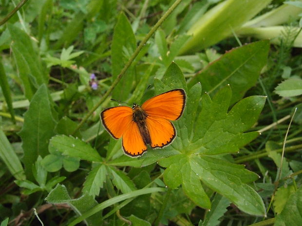 ohniváčik zlatobyľový Lycaena virgaureae