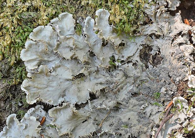 štítnatec Peltigera sp.