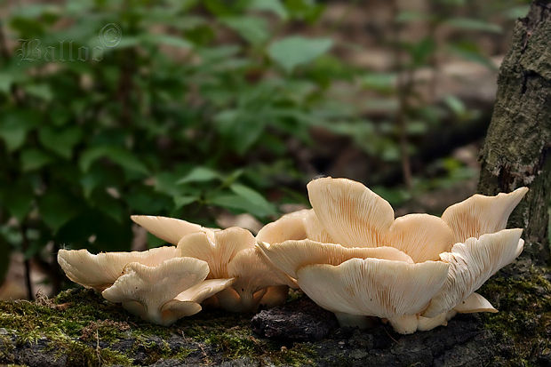 hliva buková Pleurotus pulmonarius (Fr.) Quél.