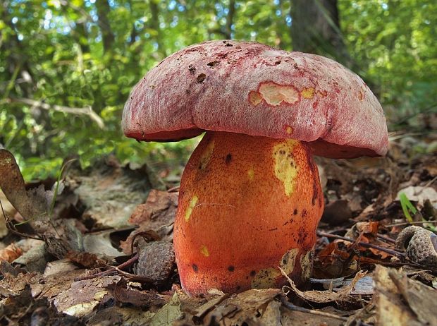 hríb Le Galovej Rubroboletus legaliae (Pilát & Dermek) Della Maggiora & Trassin.