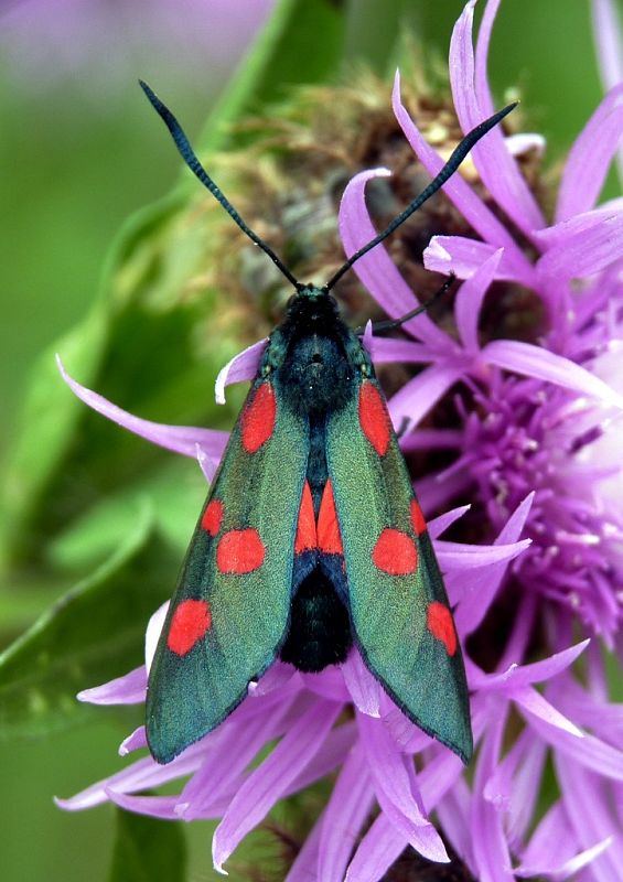 vretienka päťbodá Zygaena lonicerae