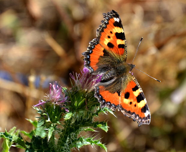 babôčka pŕhľavová   Aglais urticae